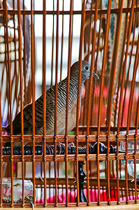在笼子里的鸟 以背景为背景翅膀风格白色黑色鸟笼插图粉色野生动物金属素描图片