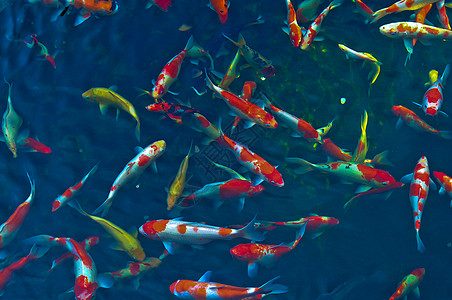 日本小鱼情调古里橙子爱好游泳热带锦鲤野生动物池塘鲤鱼图片