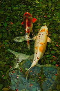 有背景的日本鱼尾鱼锦鲤溪流鲤鱼异国古里爱好橙子游泳热带动物图片