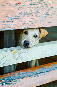 狗犬类衣领猎犬白色哺乳动物朋友小狗宠物工作室动物图片