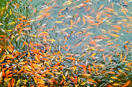 日本小鱼古里异国池塘橙子锦鲤溪流情调游泳热带爱好图片