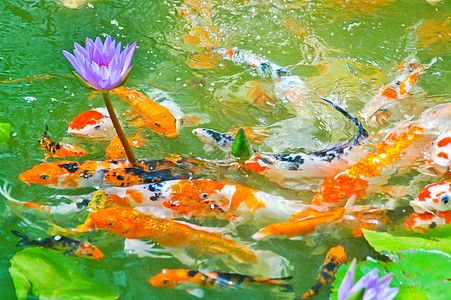 日本小鱼爱好鲤鱼动物橙子古里溪流池塘热带情调游泳图片