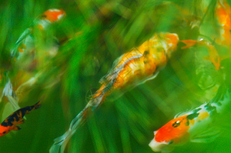 日本小鱼池塘鲤鱼锦鲤橙子野生动物异国热带游泳动物溪流图片