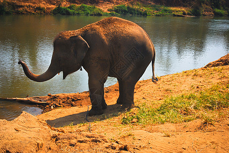 大象活动皮革游戏树干荒野动物园环境公园野生动物小牛图片