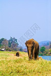 大象野生动物公园环境小牛荒野活动食草哺乳动物跑步游戏图片