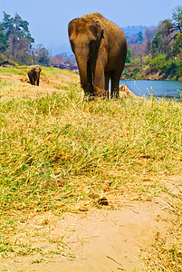 大象小牛活动跑步野生动物皮革哺乳动物动物园鼻子婴儿环境图片
