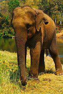 大象动物鼻子野生动物环境小牛动物园荒野食草游戏跑步图片