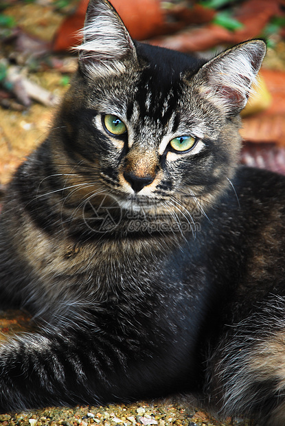 猫咪头发舌头哺乳动物小猫猫科食物牛奶嘴唇工作室耳朵图片