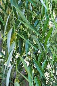 绿树叶背景生活静脉植物生长刀刃植物学花园叶子绿色进步图片