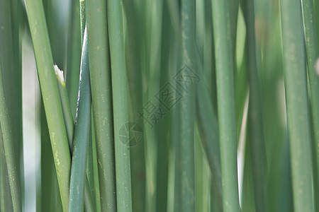 甘蔗糖厂场地稻草燃料芦苇果汁森林环境农田培育农村图片