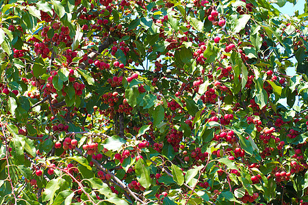 Rowan 柏油机红色季节性蓝色季节花梨木枝条浆果植物晴天水果图片