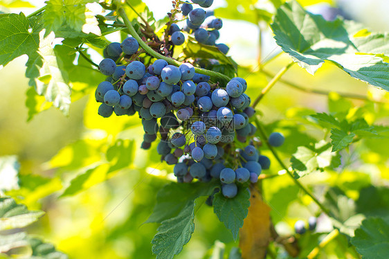 红酒葡萄浆果饮料水果奢华生长假期树木场地食物庆典图片