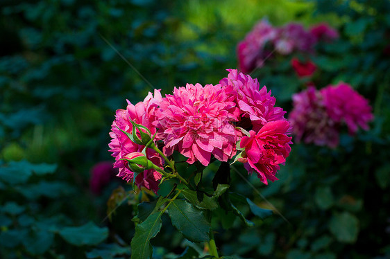 野生紫色鲜花图片