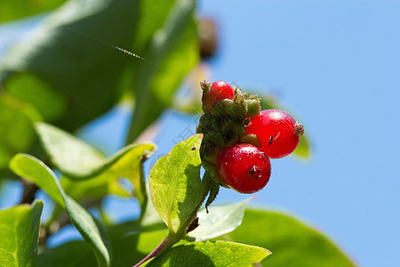 Rowan 柏油机水果季节性植物枝条浆果季节花梨木天空蓝色晴天图片