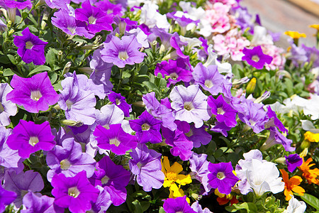铃花植物群季节花束蓝色植物学生长风铃活力花店植物图片