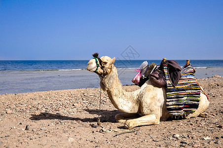休息的骆驼海岸线乐趣天空野生动物海滩动物鼻子哈布哺乳动物文化图片