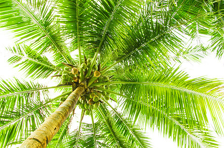 椰枣树的叶子阳光气泡草本植物棕榈热带液体宏观椰子森林卷曲图片