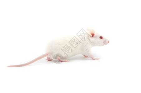 大鼠好奇心尾巴老鼠实验实验室毛皮宠物害虫红色哺乳动物图片