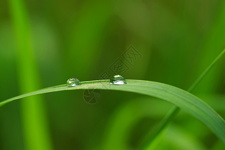 草树叶环境绿色草地液体雨滴植物花园生长草本植物图片