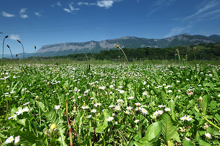 阿尔卑斯山脉的美丽卡米尔叶子雏菊草原高地香气作品蓝色洋甘菊环境植物群图片