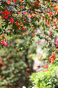 粉红花花场景花瓣植物宏观紫色生活叶子花朵背景植物学图片