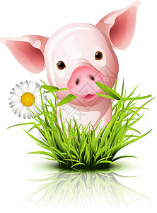 草地上的小粉红猪图片