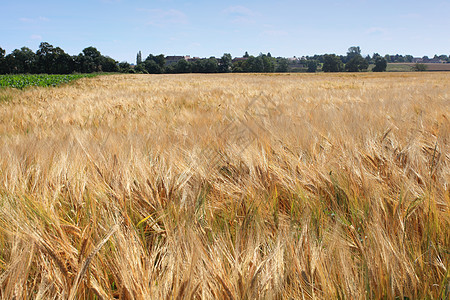 收割前夏天的大麦田农村国家环境谷物蓝色稻草农田金子生长小麦图片
