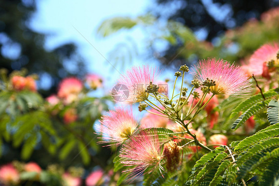 丝树叶子花园花坛园艺合欢植物学植物园生长公园植物图片