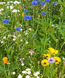 在草原上盛开的花朵花束生长农业植物学阳光叶子草地公园空地花园图片