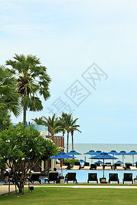 甲板和游泳池草地阳光花园热带椰子水池娱乐游泳棕榈旅游图片