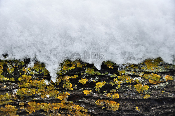 冬季背景 树上积雪图片