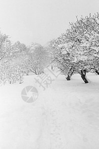 男子与狗一起在雪覆盖的森林中行走图片