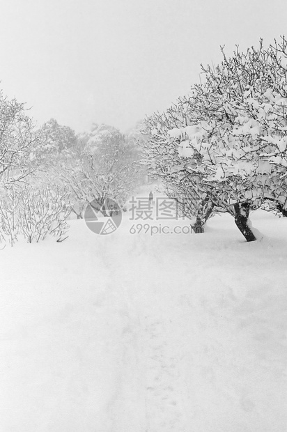 男子与狗一起在雪覆盖的森林中行走图片