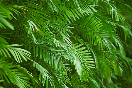 棕榈树叶背景公园草本植物绿色树木情调植物学照片叶子丛林异国图片