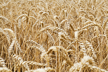 小麦田收成农村粮食谷物玉米地场地玉米乡村食物农业图片