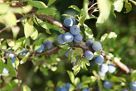 蓝莓农场浆果圆圈食物营养芦荟宏观蔬菜篮子树叶图片