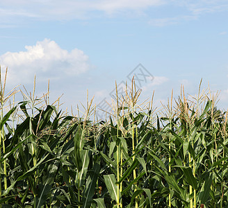 绿玉米田糖浆沙拉种子小麦场地玉米油条价格商业营养图片
