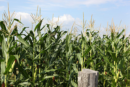 绿玉米田油条商业奶油玉米价格糖浆营养种子期货小麦图片
