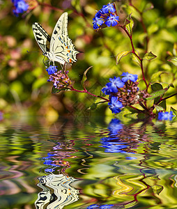 蝴蝶在花朵上翅膀君主柠檬恶魔向日葵蠕形螨橙子昆虫花园花瓣图片