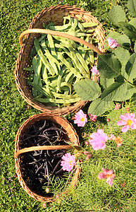 花篮中花园的扁绿豆和紫色柳条美食食物饮食午餐种子蔬菜农场豆子营养图片