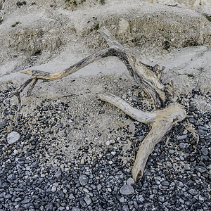 碎石沙滩上的漂流木头海滩卵石岩石浮木图片