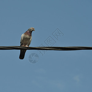 鸽子鸟在一根铁丝线上图片
