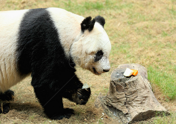 巨型熊猫危害树木丛林荒野毛皮动物园栖息地竹子游客哺乳动物图片