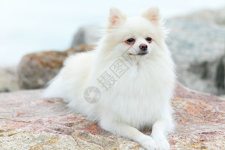白罗马狗宠物犬类图片