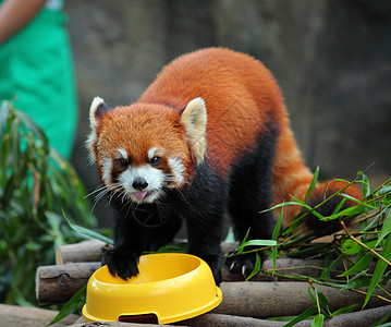 红熊猫栖息地动物园树叶富根竹子公园动物哺乳动物宠物荒野图片