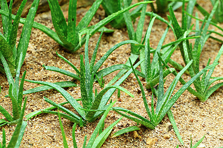 Aloe vera 字段沙漠芦荟肉质种植园农场治疗植物药品皮肤卫生图片