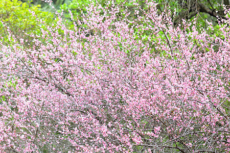 梅花花花朵园艺衬套花瓣乡村季节粉色植物美丽李子图片