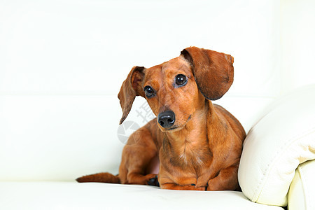 沙发上的达尚狗哺乳动物动物幼兽朋友爸爸伴侣小狗犬类宠物儿子图片