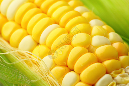 含有绿叶的玉米鳕玉米蔬菜耳朵食物收成谷物太阳烹饪农场饮食图片