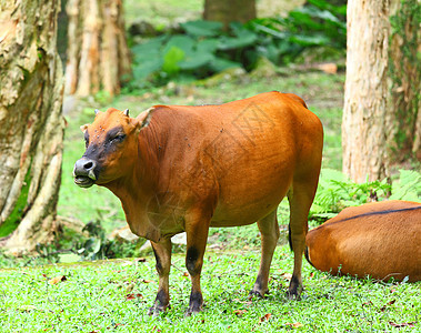 奶牛农村经济牛肉牛奶农场场地配种家畜农田草地奶制品图片